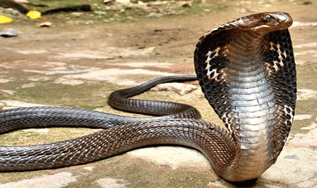 cobra