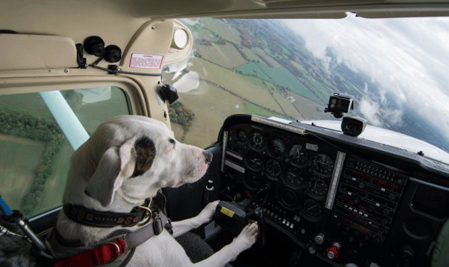 dog-pilot-1