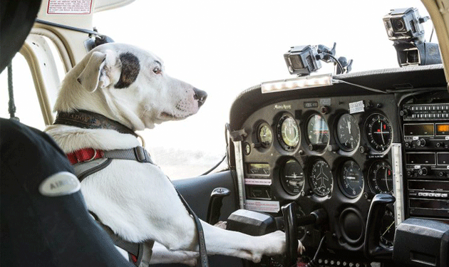 dog-pilot