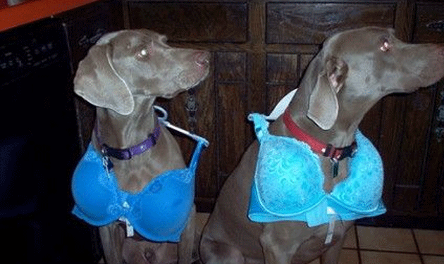 dogs-bras