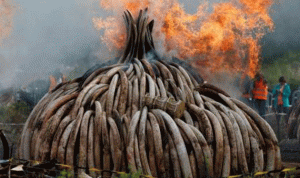 حرق كميات ضخمة من العاج في كينيا