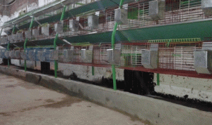 بالصورة… العثور على ثعبان ضخم داخل مزرعة لتربية الارانب في عكار