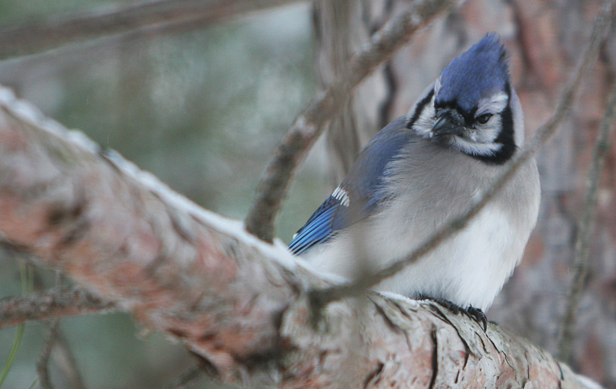 2016_04_Life-of-Pix-free-stock-photos-blue-bird-jay-Leeroy