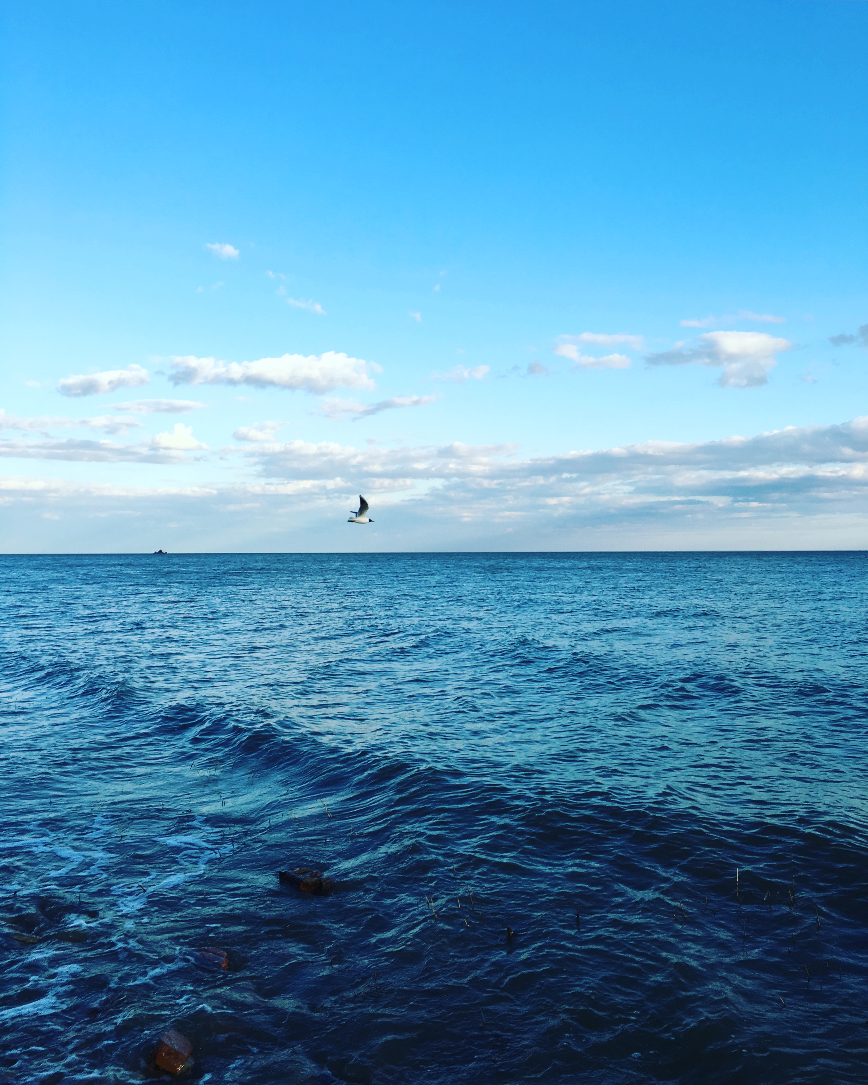 2016_04_Life-of-Pix-free-stock-photos-water-sea-seagull-OlgaKhusainora