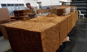 “الريجي” في طرابلس تبدأ بشراء محصول التبغ