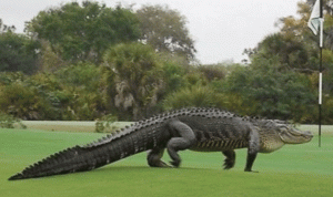 بالفيديو… تمساح ضخم يتجول في ملعب للغولف!