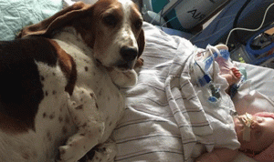 بالصور… كلب يرفض مغادرة سرير رضيعة في غيبوبة!