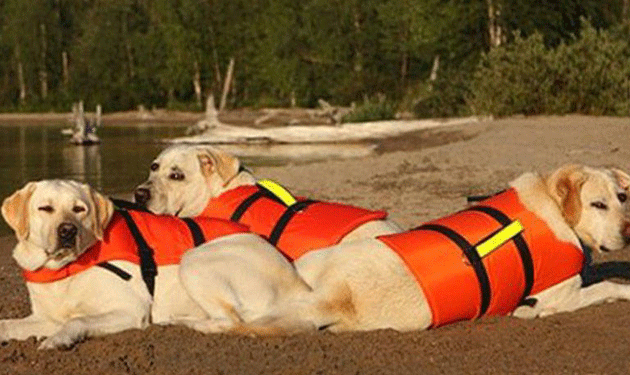 dogs-life-jacket