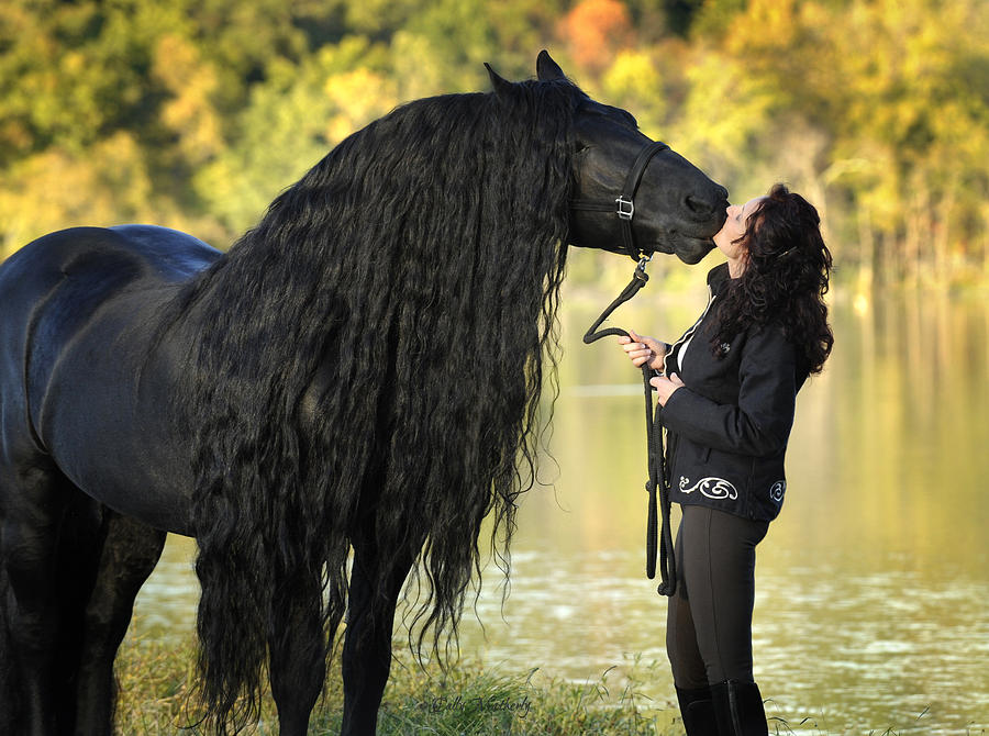 gentle-giant-frederik-the-great-pinnacle-friesians