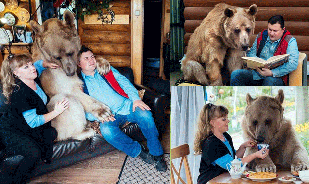 bear-russian-family