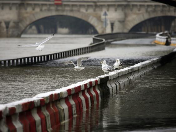 birds-paris-floods-seine-france-