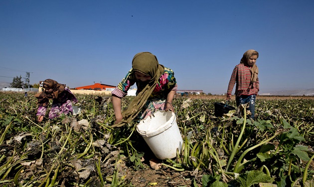 child-labor-Lebanon-agriculture