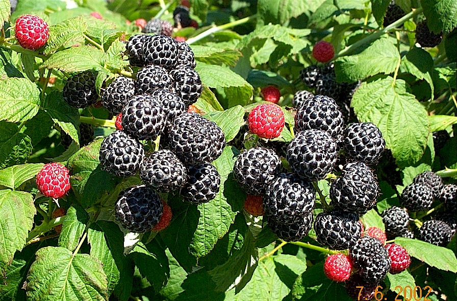 blackraspberry