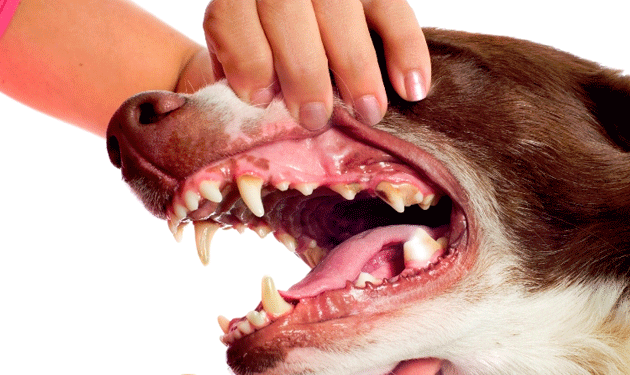 dog-mouth