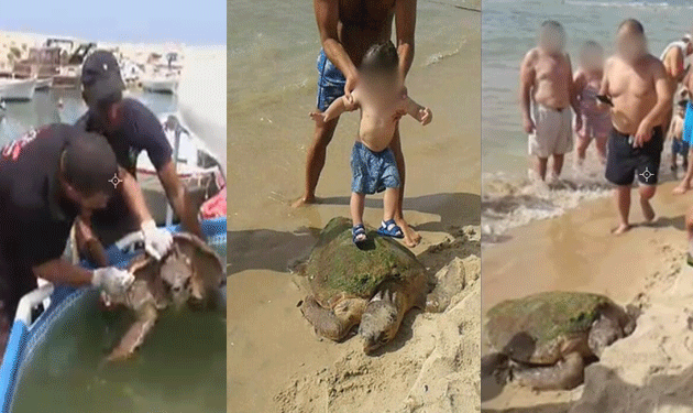 turtle