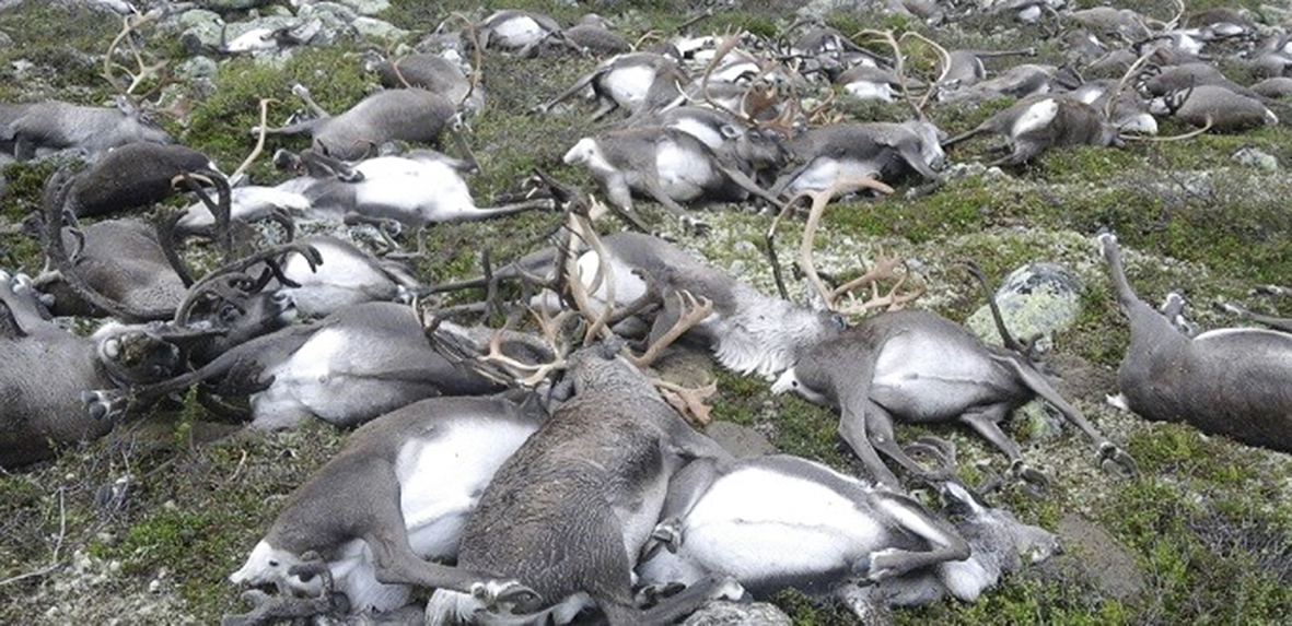 Some 323 dead wild reindeer struck by lightning are seen littering a hill side on Hardangervidda mountain plateau in central Norway on Saturday August 27, 2016.  The unusually high death toll was put down to the lightning strike and the fact that reindeer often stand close to each other. The Hardangervidda plateau, a large portion of which forms a national park, is a popular destination for outdoor activities and is home to an estimated 10,000 wild reindeer according the Norwegian Wild Reindeer Centre. / AFP PHOTO / HO picture made available by the Norwegian Environment Agency / Haavard Kjontvedt / RESTRICTED TO EDITORIAL USE - MANDATORY CREDIT "AFP PHOTO / Norwegian Enviroment Agency / Haavard Kjontvedt" - NO MARKETING - NO ADVERTISING CAMPAIGNS - DISTRIBUTED AS A SERVICE TO CLIENTS