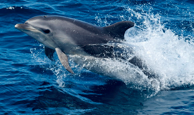 Dolphin