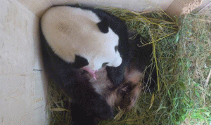 بالفيديو… ولادة حيوان باندا عملاق في فيينا