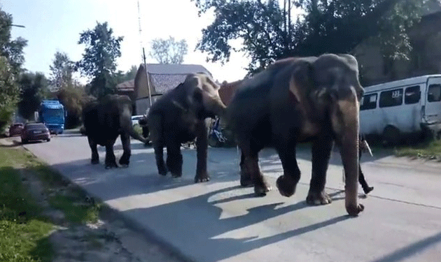 elephants