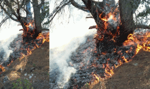 حريق في خراج دده ـ الكورة تسبب بتلف 3000 متر مربع من أشجار الزيتون