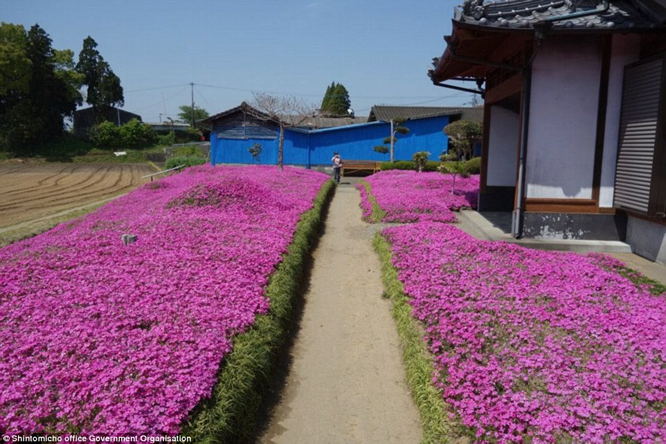 3158dc1d00000578-3453325-happiness_more_than_10_years_after_the_first_seeds_were_planted_-a-60_1455820395668