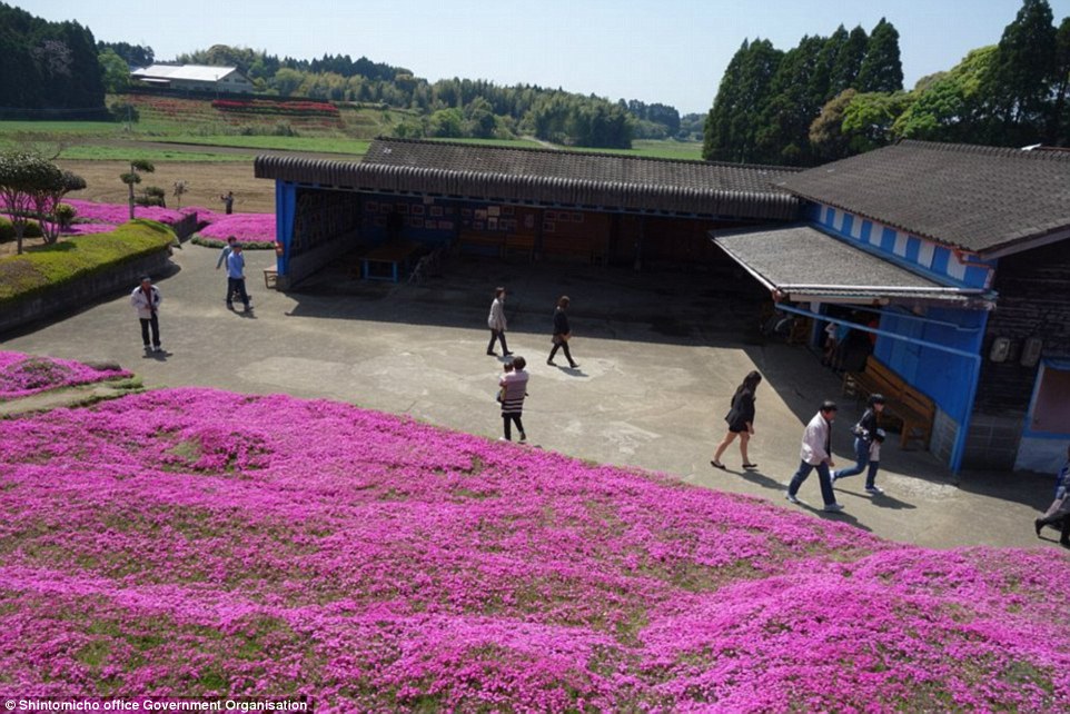 3158dc2600000578-3453325-spectacular_but_it_s_not_just_the_landscape_full_of_bright_pink_-a-61_1455820397790