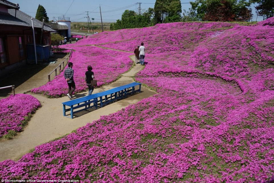 3158dc4300000578-3453325-visitors_throughout_the_months_of_march_and_april_the_pink_flowe-a-59_1455820393185