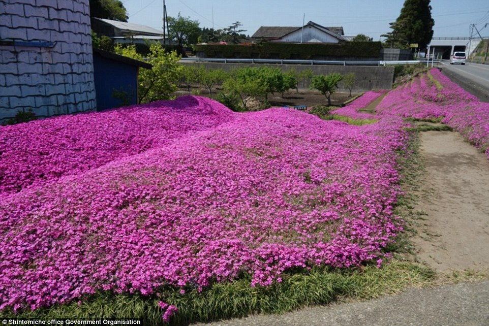 3158dc4c00000578-3453325-colourful_the_beautiful_carpet_of_shibazakura_flowers_surrounds_-a-69_1455820419593