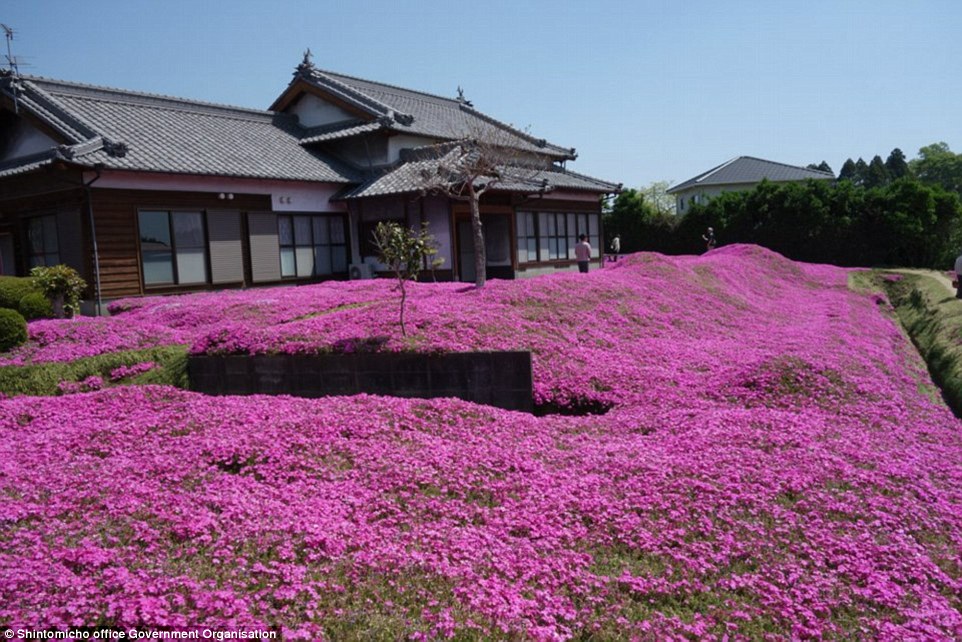 3158dc5b00000578-3453325-loss_after_mrs_kuroki_lost_her_sight_however_her_husband_quit_da-a-58_1455820390525