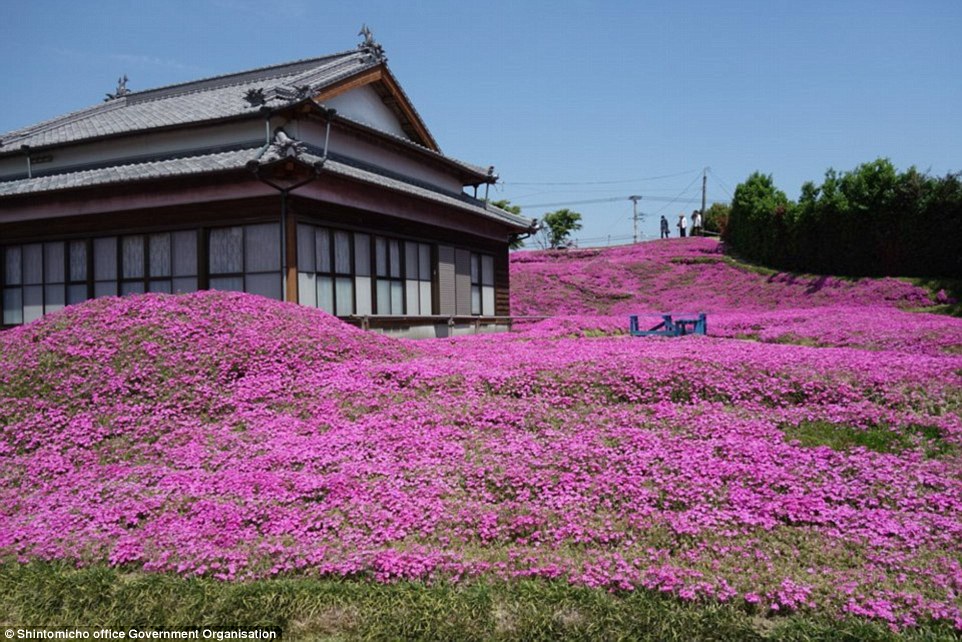 3158dc6100000578-3453325-peaceful_the_couple_can_spend_their_days_walking_through_the_fie-a-63_1455820404311