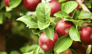 الإمارات تمنع استيراد التفاح اللبناني: غالبية المنتجات الزراعية ملوّثة!
