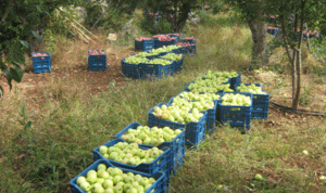 ملف التفاح : أين وكيف يُصرِّف المُزارع إنتاجه؟