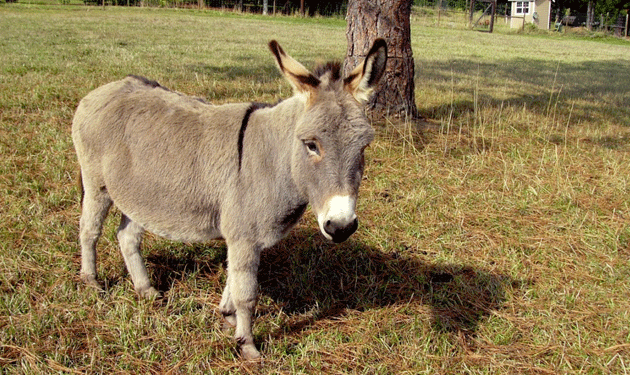 donkey1