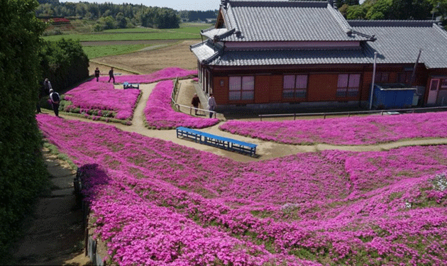 pink-flowers