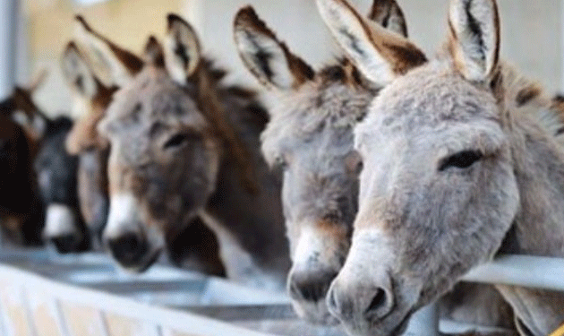 donkeys