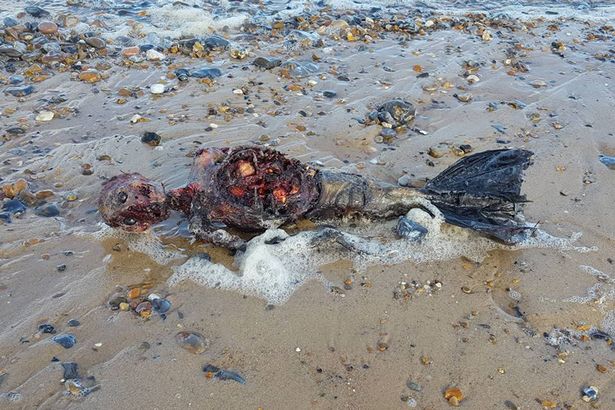 rotting-body-of-dead-mermaid-washes-up-on-british-beach-1