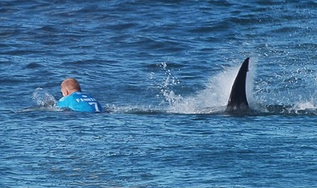 shark-attacks-surfer-in-australia