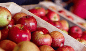 تقرير IMLebanon: أزمة التفاح تابع… مبلغ الـ5000 ليرة غير كاف وحلول جذرية بعيدا عن التصدير