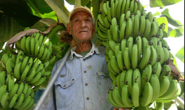 banana