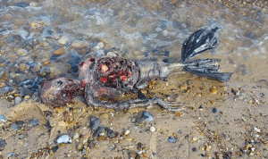 بالصور والفيديو… جثة حورية على شاطئ في بريطانيا!