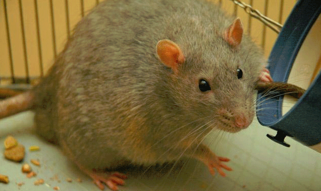 rat