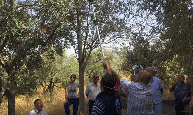olive-growers-in-batroun