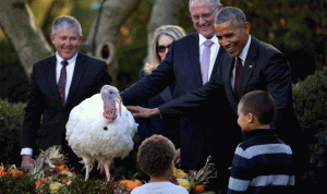بالصور… أوباما “يعفو” عن ديك رومي في عيد الشكر!