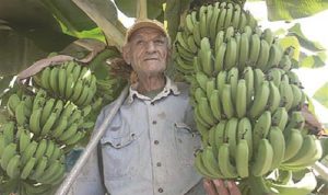 مزارعو الموز يشهرون غضبهم: مهدّدون بالإفلاس