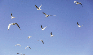 بالصور والفيديو… طيور النورس تتعرض للإبادة في لبنان!