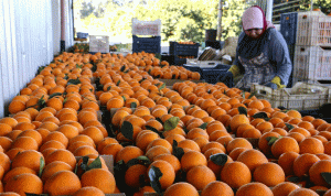 إعتصام لمزارعي حمضيات عكار والمنية غداً