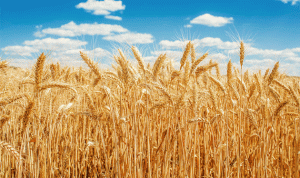 الموافقة على قرض طارئ لدعم استيراد القمح إلى لبنان