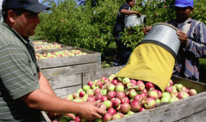 الى مزارعي التفاح في هذه المناطق… المساعدات غدًا!