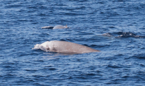 ظهور الحوت المنقاري مجدداً في بيروت