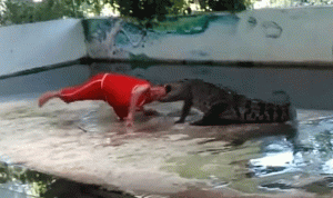 بالفيديو… تمساح يسحق رأس مدربه